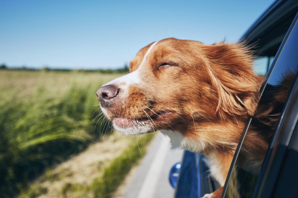 dog travel in a car
