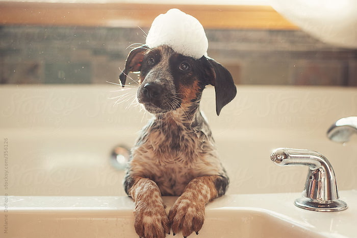 dog with shampoo on his head