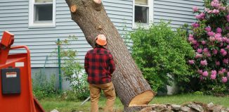 Mature Tree Removal