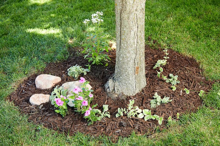 landscaping around the tree