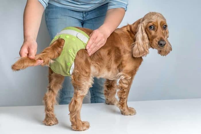 dog in a diaper