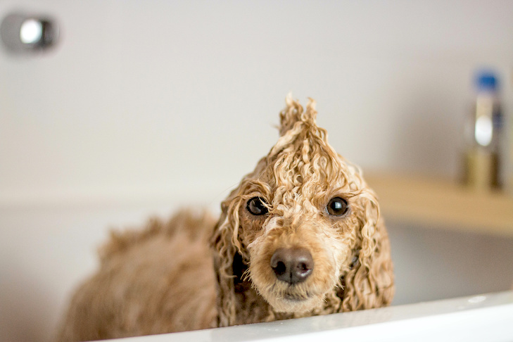 Poodle standing wet in the bathtub