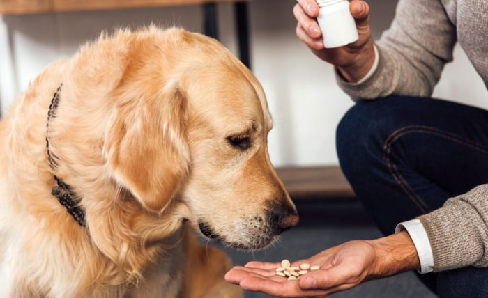 giving dog his medication