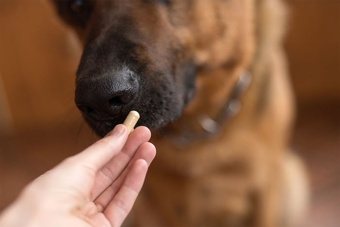 dog getting pills