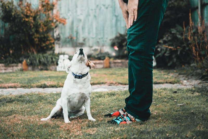 picture of a men beside a dog in a backyard 