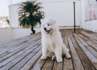 picture of a dog on a deck outside