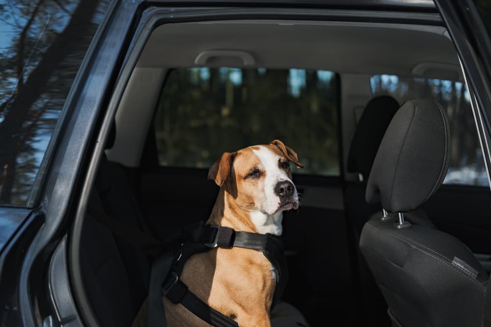 car seat belt for dog