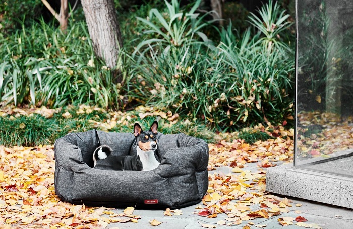 a little dog in the black bed in the garden